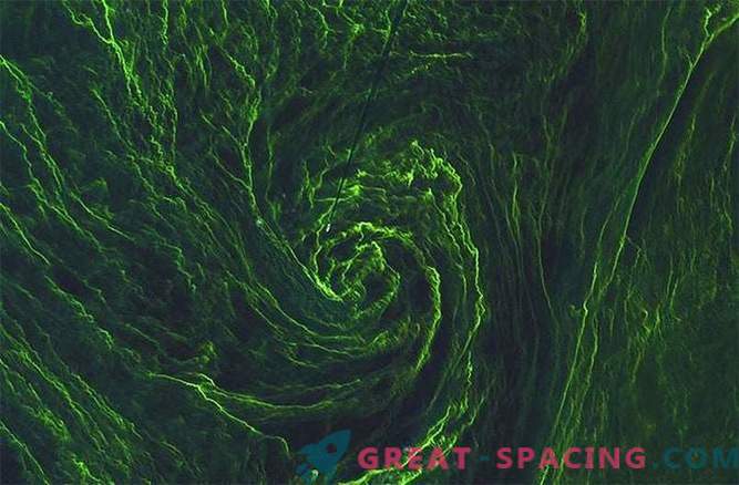 Satelita rejestruje wir zielonych alg