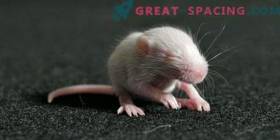 Myszy urodziły się z plemników, które były w przestrzeni przez 9 miesięcy.